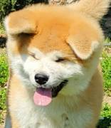 Akita Cucciolo