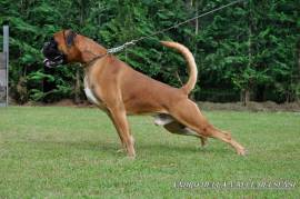 BOXER CUCCIOLI VENDO A LECCO