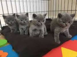 cucciolo cuccioli british shorthair