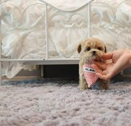 Adorabile cucciolo di Maltipoo in vendita    