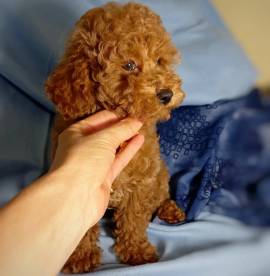 Cuccioli di barboncino in vendita     