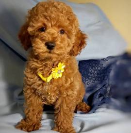 Cuccioli di barboncino in vendita