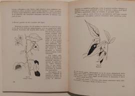 Le piante e le stagioni. Guida per l'avviamento di Francesco Caldart Tarantola Libraio, Belluno 1963