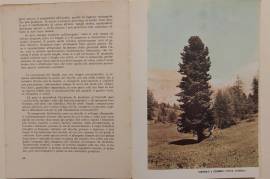 Le piante e le stagioni. Guida per l'avviamento di Francesco Caldart Tarantola Libraio, Belluno 1963