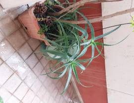 Piante Aloe