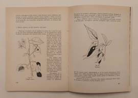 Le piante e le stagioni.Guida per l'avviamento del fanciullo Francesco Caldart , 1963
