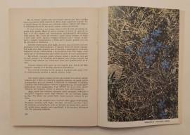 Le piante e le stagioni.Guida per l'avviamento del fanciullo Francesco Caldart , 1963