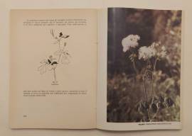 Le piante e le stagioni.Guida per l'avviamento del fanciullo Francesco Caldart , 1963