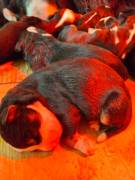 Cuccioli di bovaro del bernese 