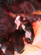 Cuccioli di bovaro del bernese 