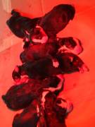 Cuccioli di bovaro del bernese 