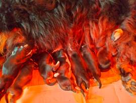 Cuccioli di bovaro del bernese 