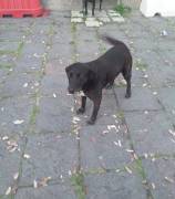 Cagnolina in Adozione 