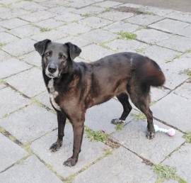 Cagnolina in Adozione Cagnolina in Adozione