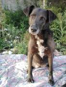 Cagnolina in Adozione Cagnolina in Adozione