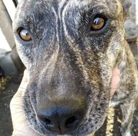Cagnolino in Adozione 