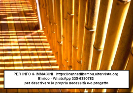 Canne di bambù bambu bamboo 