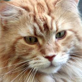 NEGOZIO ACCESSORI  E TOLETTAURA  ANIMALI IN CENTRO ZONA CORSO GENOVA -TICINESE  -  BEN  AVVIATO   - 