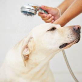 NEGOZIO ACCESSORI  E TOLETTAURA  ANIMALI IN CENTRO ZONA CORSO GENOVA -TICINESE  -  BEN  AVVIATO   - 