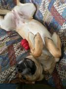 Una nuova famiglia per Carmen