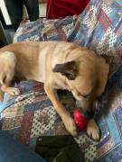 Una nuova famiglia per Carmen