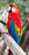 Cerco ara rossa pappagallo