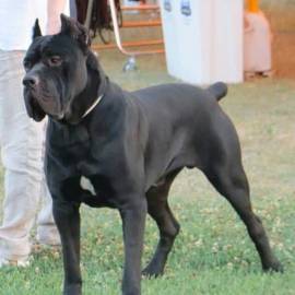 Cane corso Cuccioli da Allev Riconosciuto Enci (TEL 3470263682) 