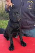 Cane corso Cuccioli da Allev Riconosciuto Enci (TEL 3470263682) 