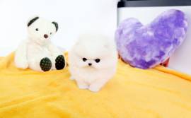 Vendita cucciolo cuccioli di volpino di pomerania toy
