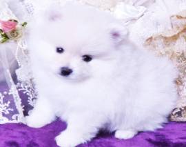 Vendita cucciolo cuccioli di volpino di pomerania toy