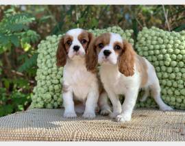 Vendita cucciolo cuccioli di cavalier king