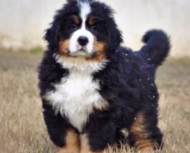 Vendita cucciolo cuccioli di bovaro del bernese