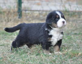 CUCCIOLI BOVARO DEL BERNESE