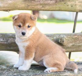 cuccioli di Shiba Inu