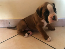 cuccioli di boxer maschi e femmine