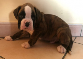 Cuccioli di Boxer