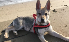 urgente cuccioli di Cane Lupo  Cecoslovacco