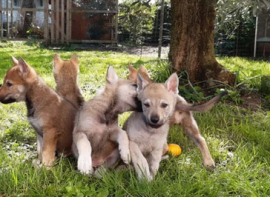Cuccioli di Cane  Lupo Cecoslovacco