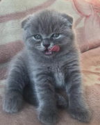 Bellissima gattina di scottish fold 