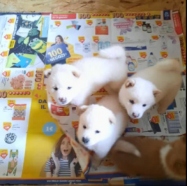 Cuccioli di Shiba Inu con pedigree#