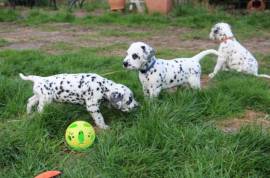 CUCCIOLI DALMATA CON PEDIGREE