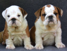 Bulldog Inglese Cuccioli - Pedigree