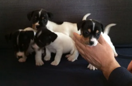 Stupendi cuccioli di Jack Russell