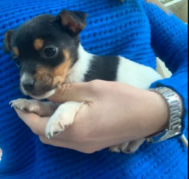 Dispongo cuccioli di Jack Russell Terrier