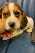 cuccioli di Beagle disponibili