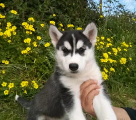 Cuccioli di Siberian Husky