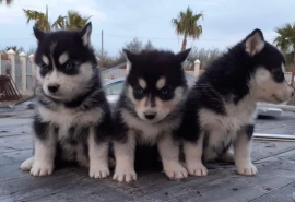 Cuccioli Husky Siberiano