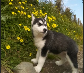 Cucciola di Siberian husky occhi azzurri  