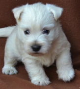 West Highland White Terrier 