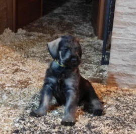 Cuccioli Schnauzer Gigante